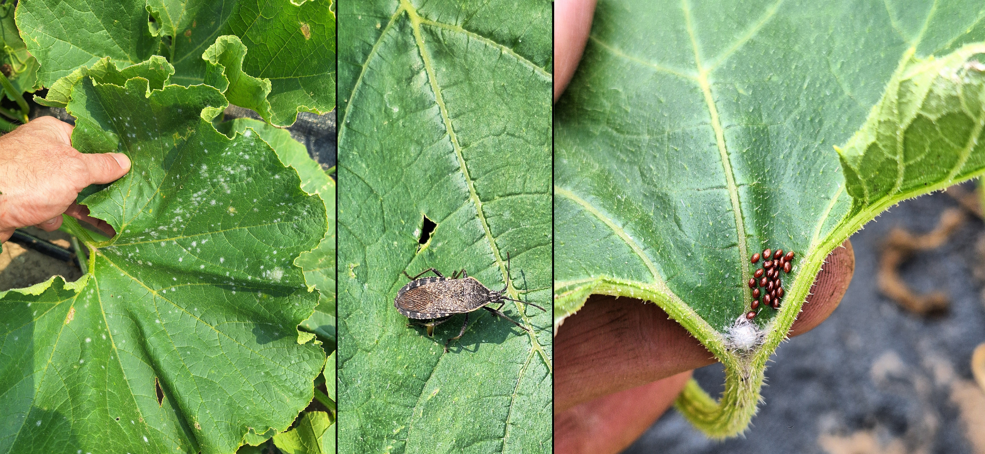 Three side by side images showing powdery mildew on a squash leaf, a squash spider bug on a squash leaf, and squash bug eggs on a squash leaf.